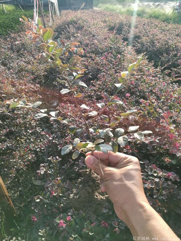 紅花繼木圖片基地實拍 紅花繼木圖片基地實拍