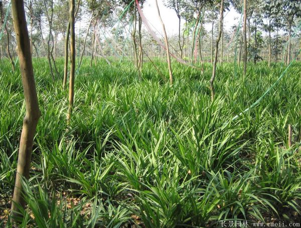 大花萱草基地實(shí)拍圖片 大花萱草基地實(shí)拍圖片