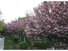 你一定不知的國(guó)內(nèi)目前較大的櫻花基地在哪？