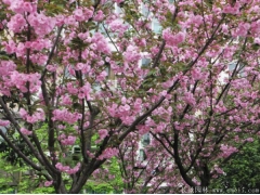 櫻花樹苗多少錢一棵，來長景園林看看