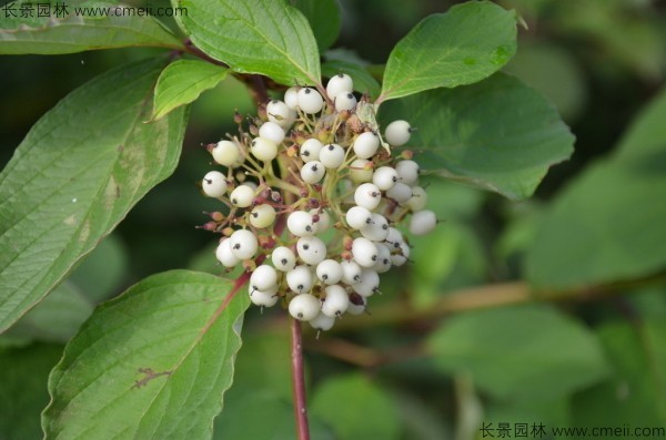 紅瑞木種子圖片 紅瑞木種子圖片