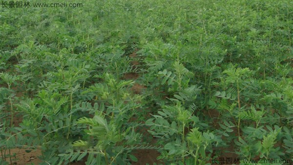 黃芪種子發(fā)芽出苗圖片 黃芪種子發(fā)芽出苗圖片