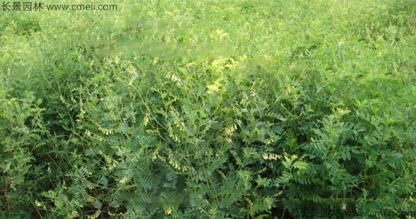 黃芪種子發(fā)芽出苗圖片 黃芪種子發(fā)芽出苗圖片