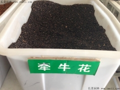 牽?；ǚN子