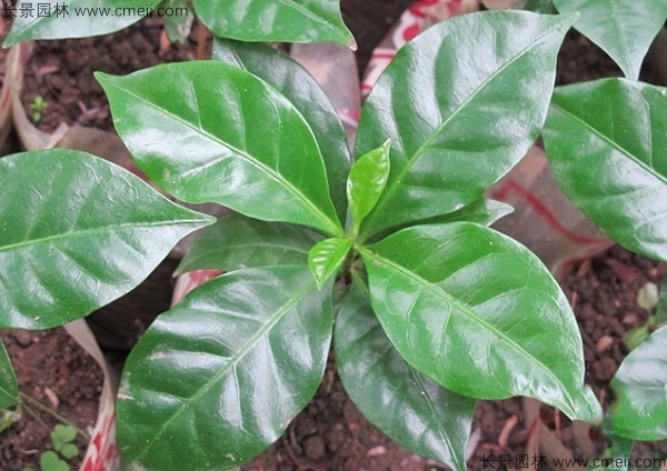 咖啡種子發(fā)芽出苗圖片 咖啡種子發(fā)芽出苗圖片