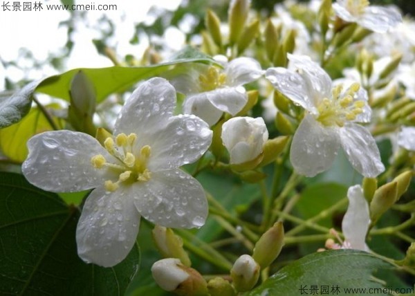 油桐樹開花圖片 油桐樹開花圖片