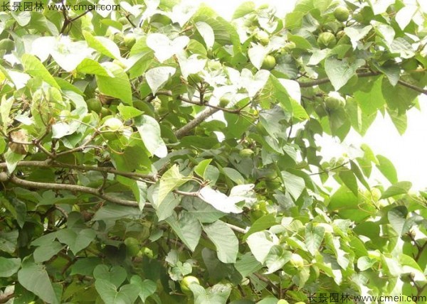 油桐樹圖片 油桐樹圖片
