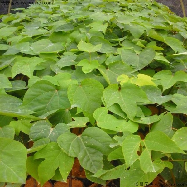 油桐樹種子發(fā)芽出苗圖片 油桐樹種子發(fā)芽出苗圖片