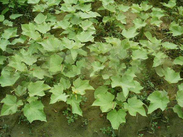 油桐樹種子發(fā)芽出苗圖片 油桐樹種子發(fā)芽出苗圖片