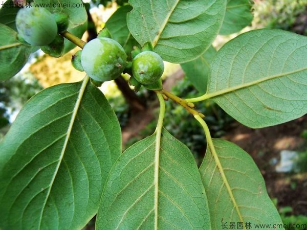君遷子種子發(fā)芽出苗圖片 君遷子種子發(fā)芽出苗圖片
