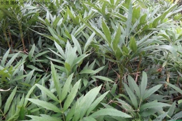 十大功勞種子發(fā)芽出苗圖片 十大功勞種子發(fā)芽出苗圖片