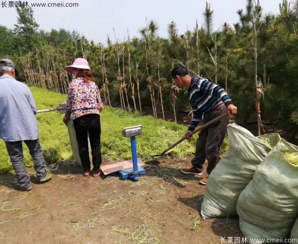 佛甲草起苗挖苗現(xiàn)場(chǎng)實(shí)拍圖片 佛甲草起苗挖苗現(xiàn)場(chǎng)實(shí)拍圖片