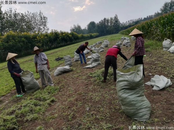 佛甲草起苗挖苗現(xiàn)場實拍圖片 佛甲草起苗挖苗現(xiàn)場實拍圖片
