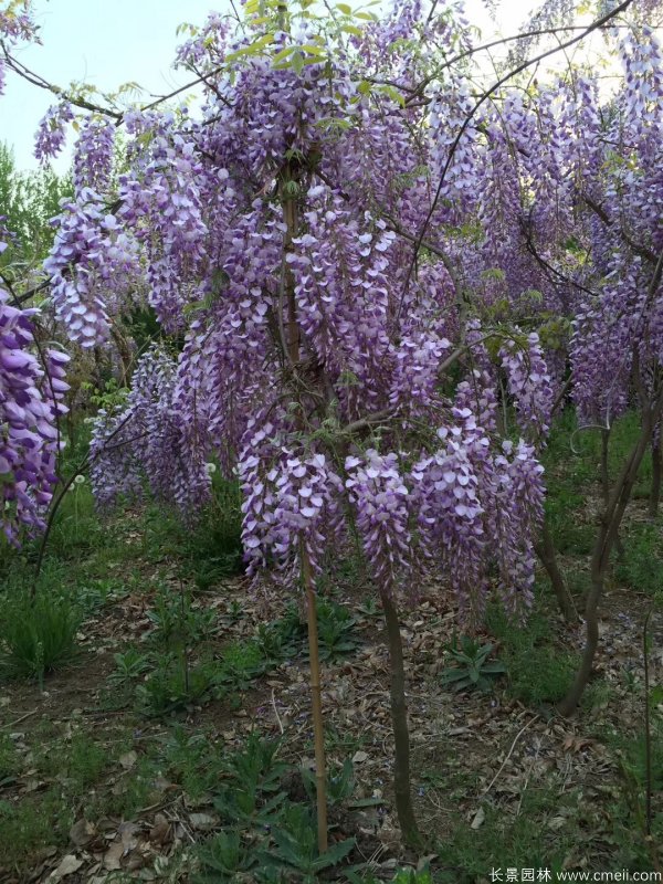 日本豐花型紫藤 日本豐花型紫藤