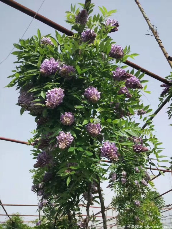 豐花型紫藤樹 豐花型紫藤樹