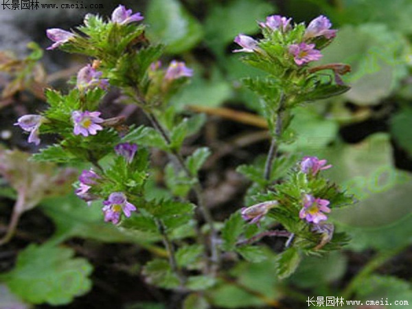 小米草 小米草