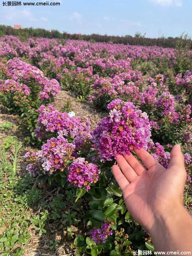 長(zhǎng)景園林矮紫薇 長(zhǎng)景園林矮紫薇