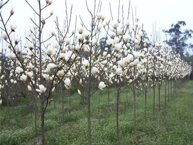 沭陽長景園林白玉蘭種植基地實拍圖片 沭陽長景園林白玉蘭種植基地實拍圖片