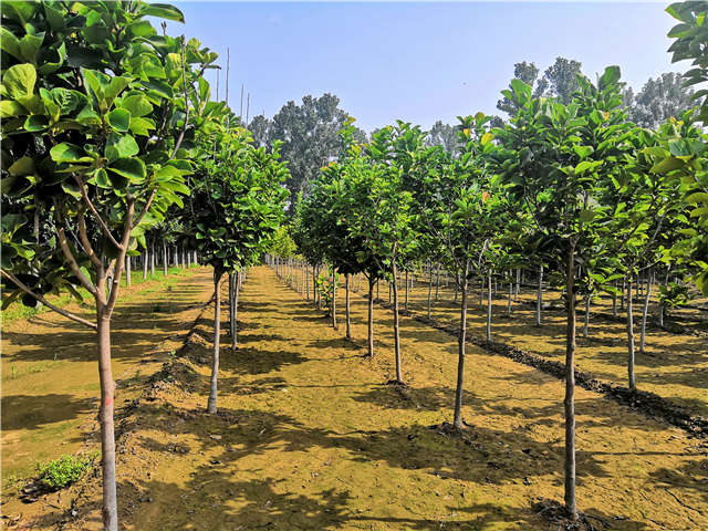 沭陽長景園林白玉蘭種植基地實拍圖片 沭陽長景園林白玉蘭種植基地實拍圖片
