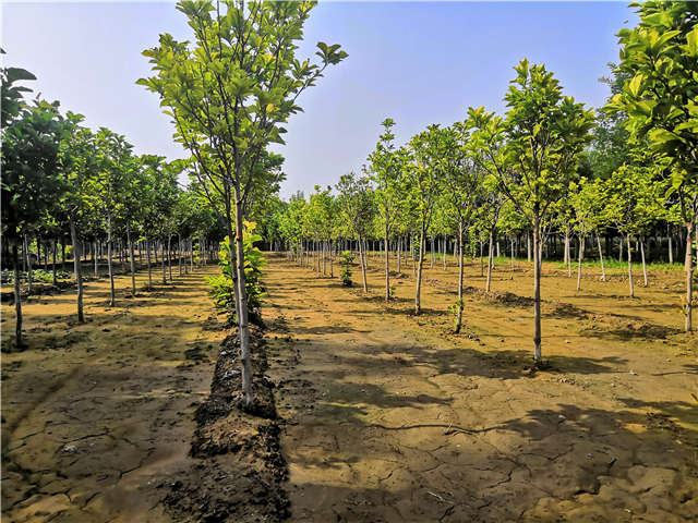 沭陽長景園林白玉蘭種植基地實拍圖片 沭陽長景園林白玉蘭種植基地實拍圖片