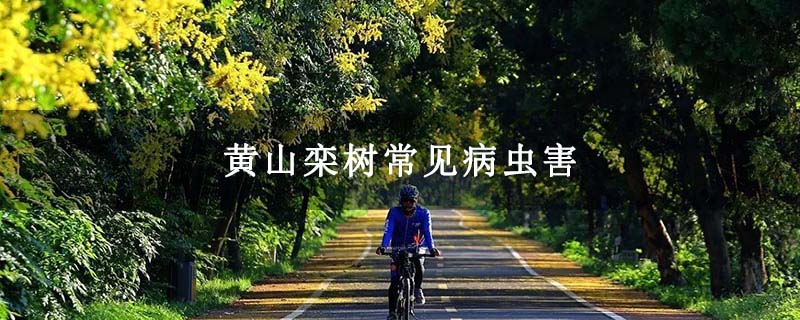 黃山欒樹(shù)常見(jiàn)病蟲(chóng)害 黃山欒樹(shù)常見(jiàn)病蟲(chóng)害