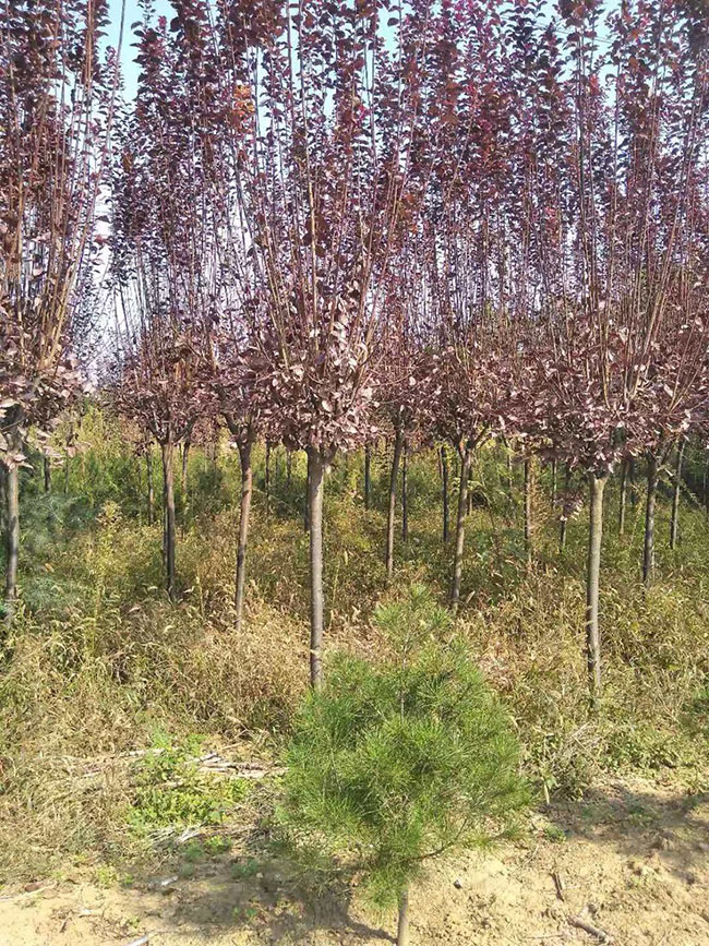 紅葉李什么時(shí)候扦插?紅葉李扦插時(shí)間方法 紅葉李什么時(shí)候扦插?紅葉李扦插時(shí)間方法