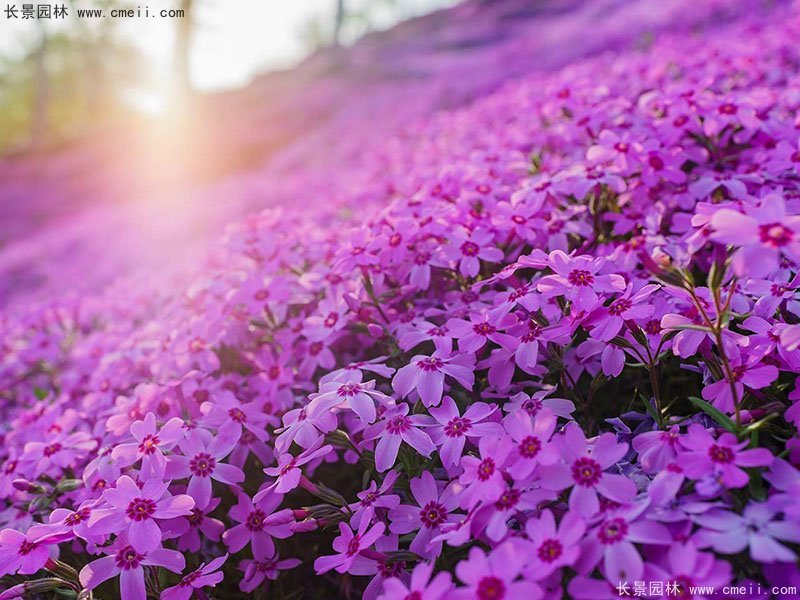 芝櫻花海 芝櫻花海