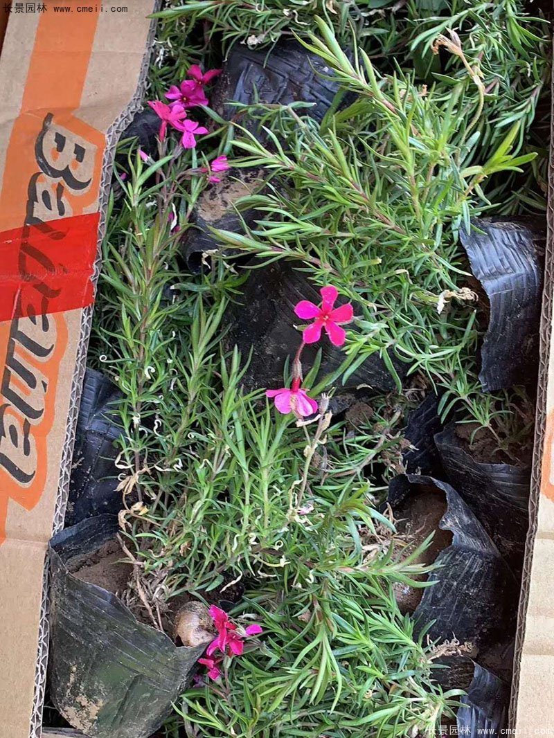 芝櫻苗 芝櫻苗