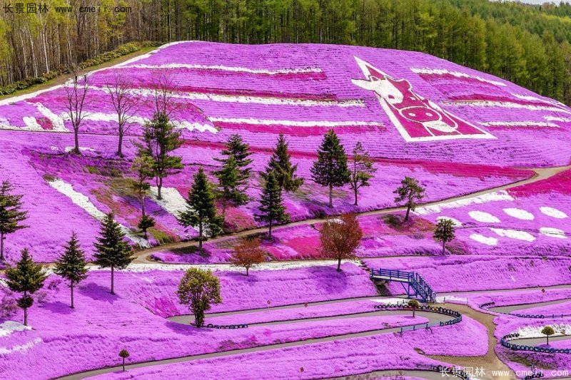 芝櫻花海 芝櫻花海