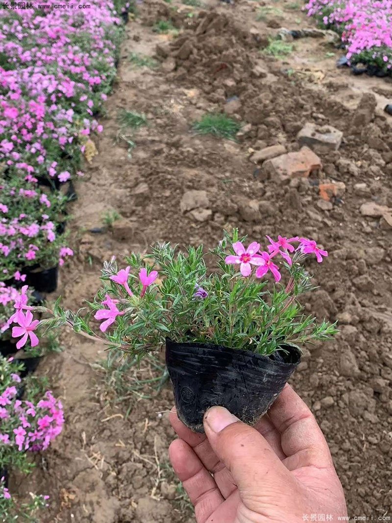 芝櫻苗 芝櫻苗
