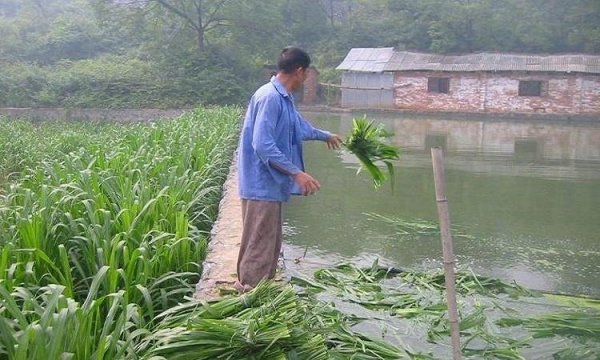 養(yǎng)魚牧草喂魚青草 養(yǎng)魚牧草喂魚青草