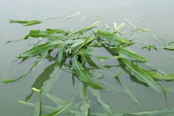 養(yǎng)魚牧草喂魚青草 養(yǎng)魚牧草喂魚青草