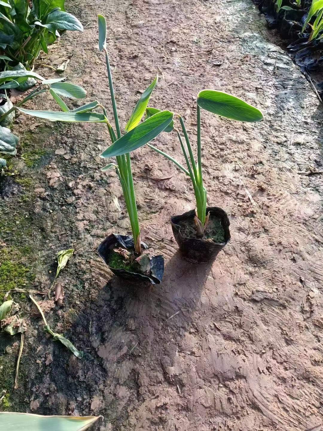 水生植物再力花袋苗盆栽容器苗 水生植物再力花袋苗盆栽容器苗