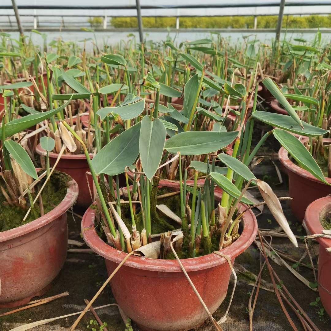 水生植物再力花袋苗盆栽容器苗 水生植物再力花袋苗盆栽容器苗