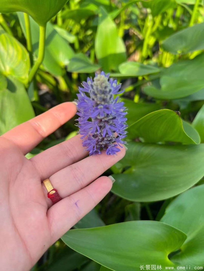 水生濕地植物梭魚草 水生濕地植物梭魚草