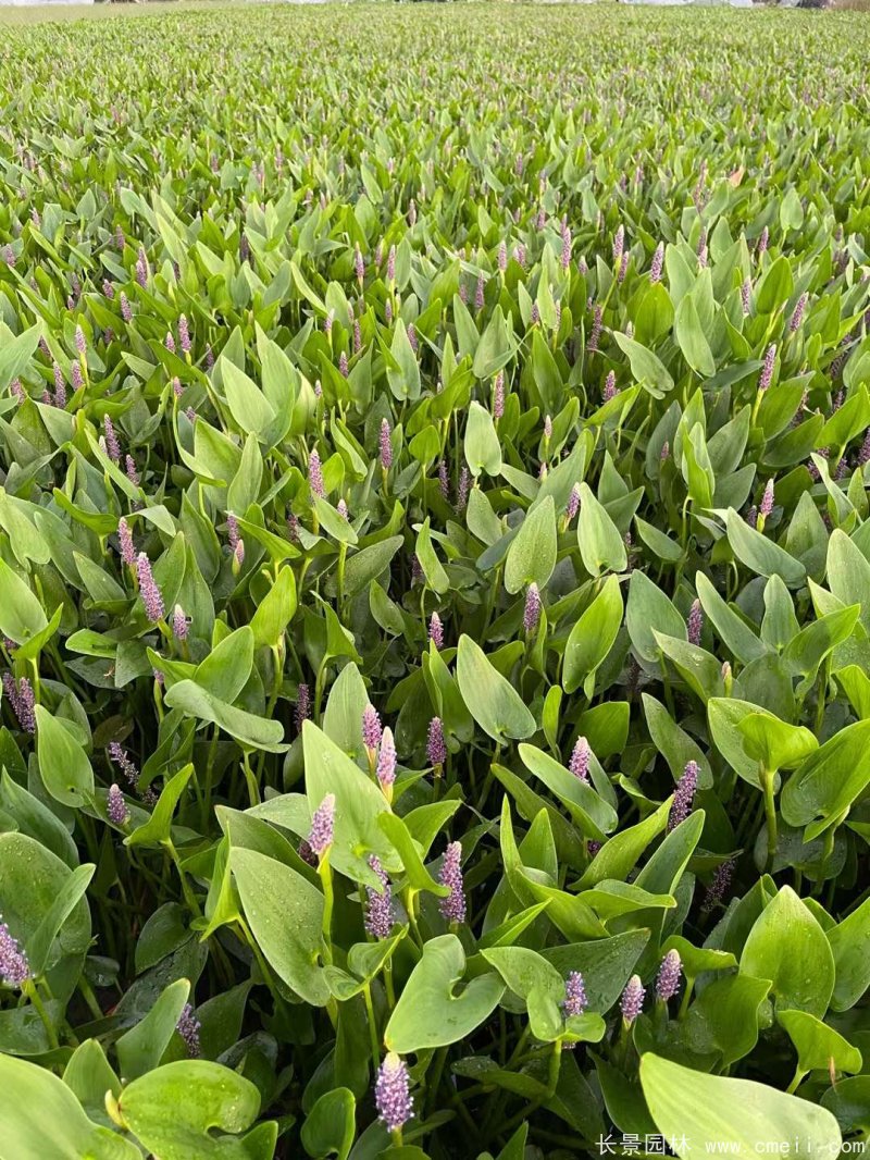 水生濕地植物梭魚草 水生濕地植物梭魚草