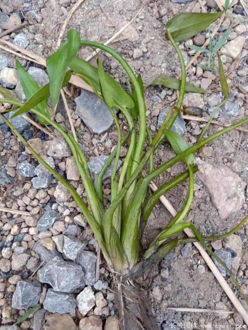 水生濕地植物梭魚草 水生濕地植物梭魚草