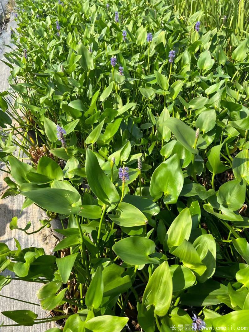 水生濕地植物梭魚草 水生濕地植物梭魚草