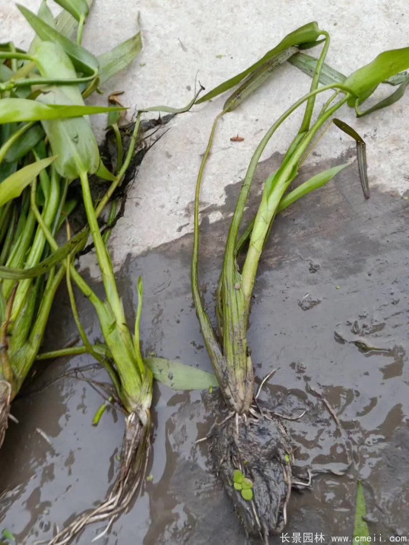 水生濕地植物梭魚草 水生濕地植物梭魚草