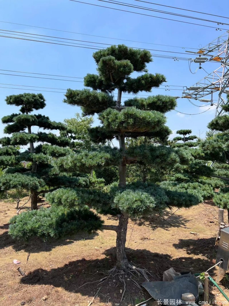 造型五針?biāo)? width= 造型五針?biāo)?/></p><p style=