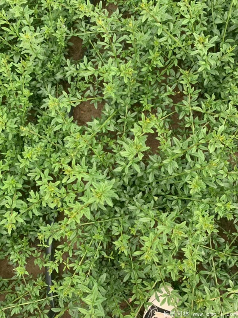 迎春球 迎春球
