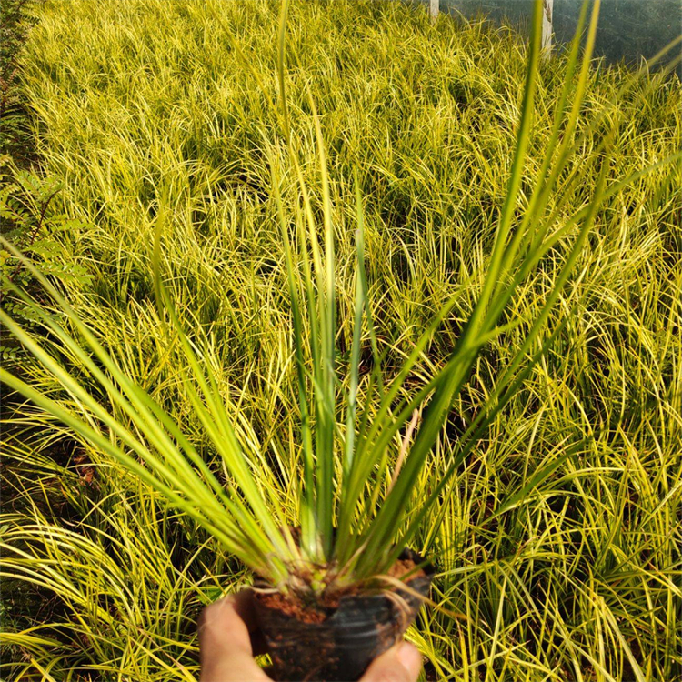 金葉石菖蒲 金葉石菖蒲
