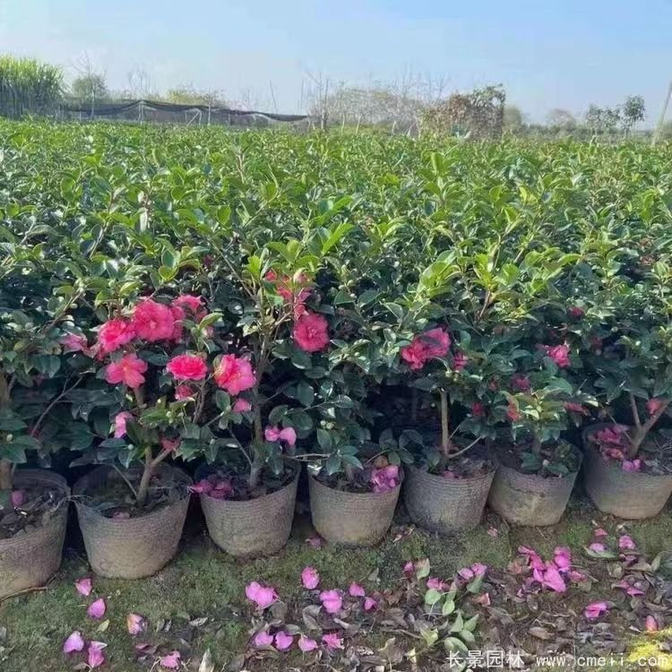 茶梅苗 茶梅苗