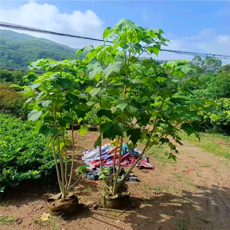 木芙蓉 木芙蓉