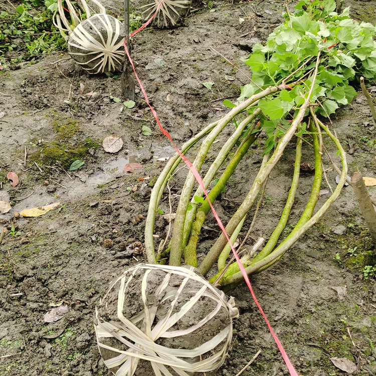 木芙蓉 木芙蓉