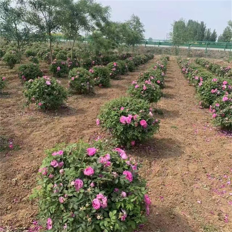 豐花玫瑰 豐花玫瑰