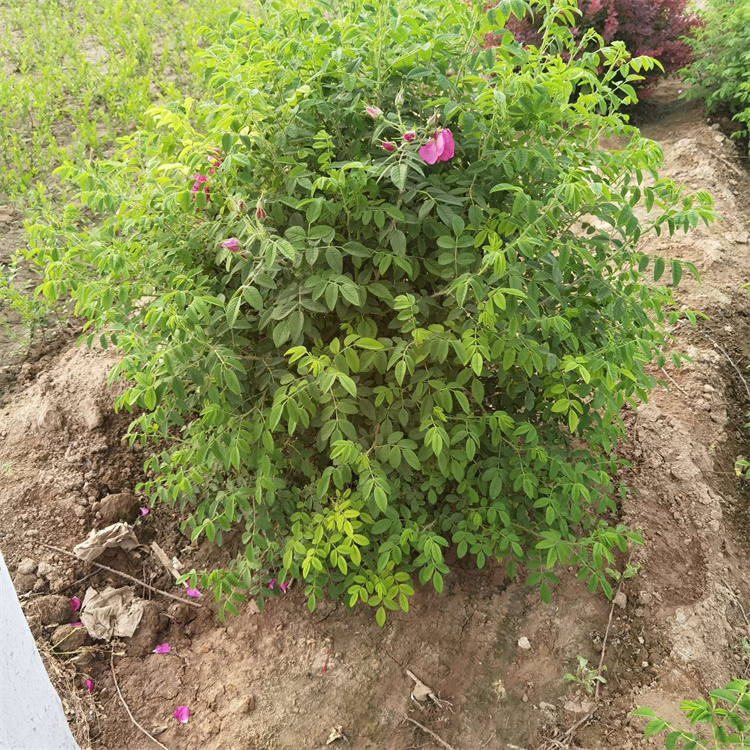 豐花玫瑰 豐花玫瑰
