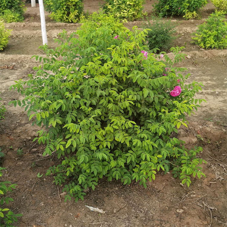 豐花玫瑰 豐花玫瑰