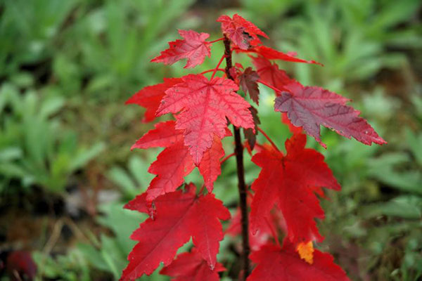 美國(guó)紅楓