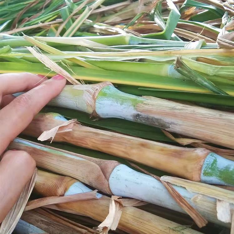 巨菌草 巨菌草